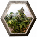 Wernard Express 5 semillas Positronics Seeds