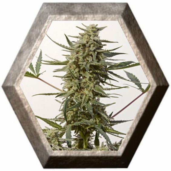 Critical 47 Express 5 semillas Positronics Seeds POSITRONIC SEEDS POSITRONICS SEEDS