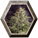 Sticky Dream 5 semillas Positronics Seeds