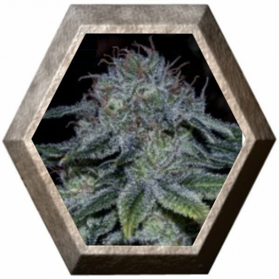 Mystic Cookie 5 semillas Positronics Seeds POSITRONIC SEEDS POSITRONICS SEEDS