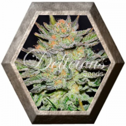 Blue Ace CBD Auto 1 semilla Delicious Seeds DELICIOUS SEEDS DELICIOUS SEEDS