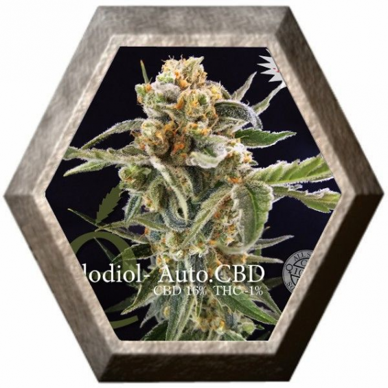 Solodiol Auto CBD 3 semillas Elite Seeds ELITE SEEDS ELITE SEEDS