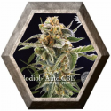 Solodiol Auto CBD 3 semillas Elite Seeds