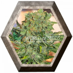 Tonic Ryder Auto CBD World Of Seeds WORLD OF SEEDS WORLD OF SEEDS