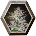 Holy Punch 3 semillas Green House Seeds