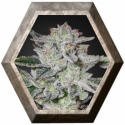 Sweet Valley Kush 3 semillas Green House Seeds