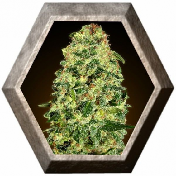 Auto California Kush 5 semillas 00 Seeds Bank 00 SEEDS BANK 00 SEEDS BANK