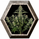 Serius Kush 6 semillas Serius Seeds