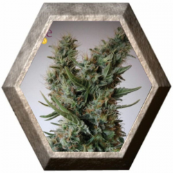 Jack Ultra CBD 3 semillas Elite Seeds ELITE SEEDS ELITE SEEDS