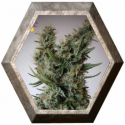 Jack Ultra CBD 3 semillas Elite Seeds