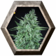 La Rica Auto CBD 3 semillas Elite Seeds ELITE SEEDS ELITE SEEDS