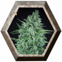 La Rica Auto CBD 3 semillas Elite Seeds