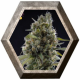 Solodiol CBD Indica 3 semillas Elite Seeds ELITE SEEDS ELITE SEEDS