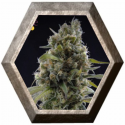 Solodiol CBD Indica 3 semillas Elite Seeds