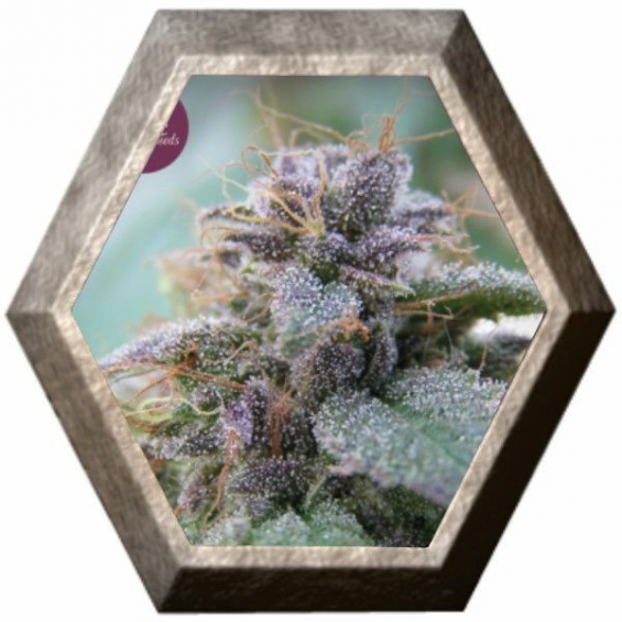 Blue Elite Indica 3 semillas Elite Seeds ELITE SEEDS ELITE SEEDS