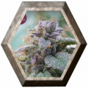 Blue Elite Indica 3 semillas Elite Seeds