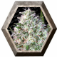 Space Cookies Paradise seeds PARADISE SEEDS PARADISE SEEDS