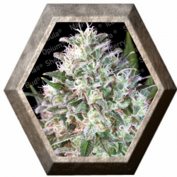 Space Cookies Paradise seeds PARADISE SEEDS PARADISE SEEDS