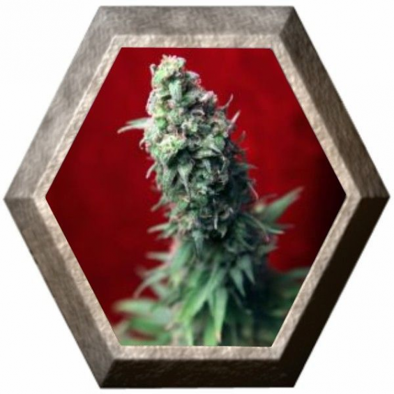 Black Dance Reggae Seeds Reggae Seeds REGGAE SEEDS