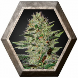 Exodus Cheese Auto 1 semilla Green House Seeds GREEN HOUSE SEEDS GREEN HOUSE SEEDS