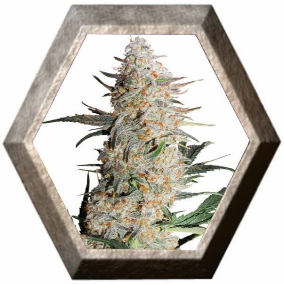 Critical Orange Punch Dutch Passion DUTCH PASSION SEEDS DUTCH PASSION SEEDS