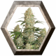 Auto Critical Orange Punch Dutch Passion DUTCH PASSION SEEDS DUTCH PASSION SEEDS