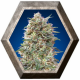 California Kush 5 semillas 00 Seeds Bank 00 SEEDS BANK 00 SEEDS BANK