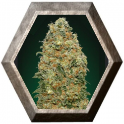 White Widow 5 semillas 00 Seeds Bank 00 SEEDS BANK 00 SEEDS BANK