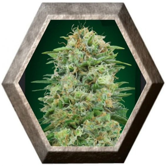 White Widow CBD 5 semillas 00 Seeds Bank 00 SEEDS BANK 00 SEEDS BANK