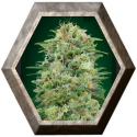 White Widow CBD 5 semillas 00 Seeds Bank