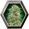 White Widow CBD 5 semillas 00 Seeds Bank