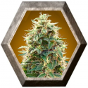 Auto 00 Cheese 5 semillas 00 Seeds Bank