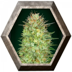 Auto Sweet Critical 5 semillas 00 Seeds Bank 00 SEEDS BANK 00 SEEDS BANK