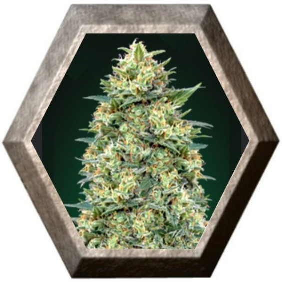 Auto White Widow 5 semillas 00 Seeds Bank 00 SEEDS BANK 00 SEEDS BANK