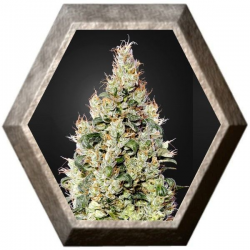 Exodus Cheese Auto CBD 1 semilla Green House Seeds GREEN HOUSE SEEDS GREEN HOUSE SEEDS