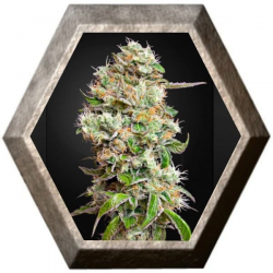 Kings Kush Auto CBD 1 semilla Green House Seeds GREEN HOUSE SEEDS GREEN HOUSE SEEDS