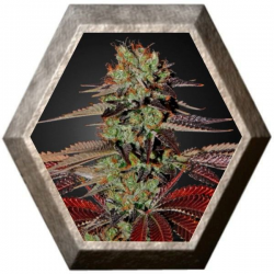 Kings Kush Auto 1 semilla Green House Seeds GREEN HOUSE SEEDS GREEN HOUSE SEEDS