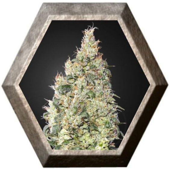 Great White Shark CBD 3 semillas Green House Seeds GREEN HOUSE SEEDS GREEN HOUSE SEEDS