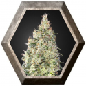 Great White Shark CBD 3 semillas Green House Seeds