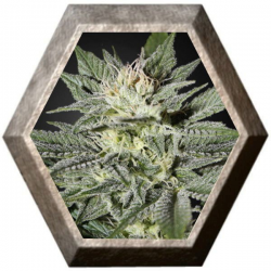 Kings Kush CBD 1 semilla Green House Seeds GREEN HOUSE SEEDS GREEN HOUSE SEEDS