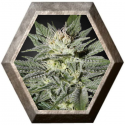 Kings Kush CBD 1 semilla Green House Seeds