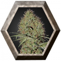 Super Bud Auto 3 semillas Green House Seeds