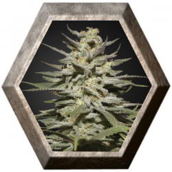 Super Lemon Haze CBD 1 semilla Green House Seeds GREEN HOUSE SEEDS GREEN HOUSE SEEDS