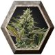 Super Lemon Haze Auto CBD 1 semilla Green House Seeds GREEN HOUSE SEEDS GREEN HOUSE SEEDS