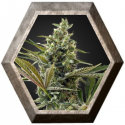 Super Lemon Haze Auto CBD 1 semilla Green House Seeds