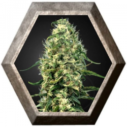 Super Silver Haze CBD 3 semillas Green House Seeds GREEN HOUSE SEEDS GREEN HOUSE SEEDS