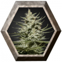 The Church CBD 3 semillas Green House Seeds