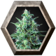 White Widow Auto CBD 1 semilla Green House Seeds GREEN HOUSE SEEDS GREEN HOUSE SEEDS