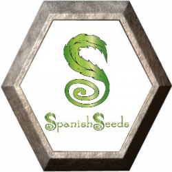 White Widow x AK Fast Flowering 50 semillas Spanish Seeds SPANISH SEEDS SPANISH SEEDS