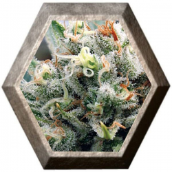 Supreme Lemon 3 Semillas Vision Seeds Vision Seeds VISION SEEDS